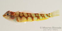 : Enneapterygius pyramis