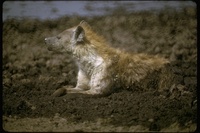 : Hyaena brunnea; Brown Hyena