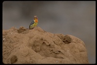 : Trachyphonus erthyrocephalus; Red-and-yellow Barbet