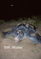 : Dermochelys coriacea; Leatherback Turtle