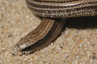 : Ophiomorus latastii; Jordan Limbless Skink