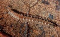 : Retrorsia benedictae; Millipede