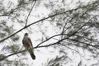 Peregrine Falcon (Falco peregrinus)