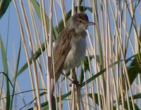 Great Reed Warbler.