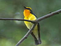 Ficedula narcissina Narcissus Flycatcher キビタキ♂