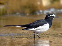 검은등할미새 Motacilla grandis | Japanese wagtail