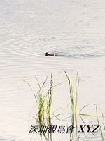 Aythya nyroca Ferruginous Duck 白眼潛鴨 010-001