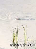 Aythya nyroca Ferruginous Duck 白眼潛鴨 010-001