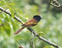 삼광조Paradise Flycatcher