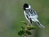 Pallas's Bunting » Emberiza pallasi