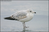 Ring-billed Gull Larus delawarensis