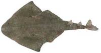 Australian Angelshark - Squatina australis