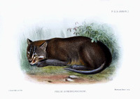 felis dominicanorum