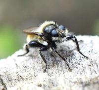 Laphria flava