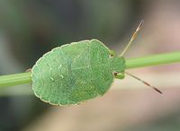 Palomena viridissima