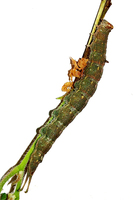Dicranura ulmi