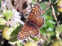 Melitaea athalia - Heath Fritillary