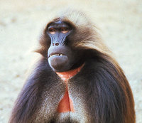 Gelada baboon (Theropithecus gelada)