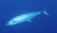 Scomberomorus commerson, Narrow-barred Spanish mackerel: fisheries, gamefish