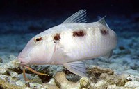 Pseudupeneus maculatus, Spotted goatfish: fisheries, aquarium