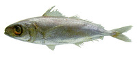 Ariomma melanum, Brown driftfish: fisheries