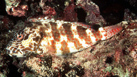 Cirrhitus pinnulatus, Stocky hawkfish: fisheries, gamefish, aquarium