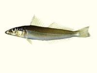 Sillago asiatica, Asian sillago: fisheries