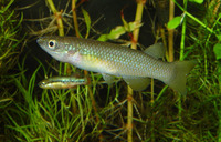 Pachypanchax sakaramyi, :