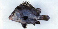 Hapalogenys nitens, : fisheries, aquaculture