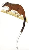 Image of: Echimys chrysurus (white-faced tree rat)