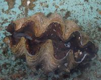 Tridacna crocea