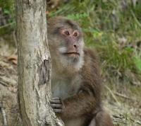 Image of: Macaca thibetana (Père David's macaque)