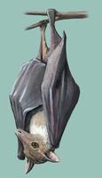 Image of: Megaloglossus woermanni (Woermann's bat)
