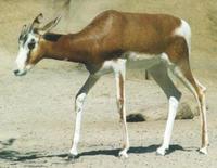 Image of: Nanger dama (dama gazelle)