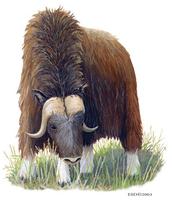 Image of: Ovibos moschatus (muskox)