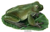 Image of: Centrolene geckoideum