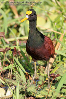 Jacana spinosa - Northern Jacana