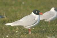 Larus melanocephalus - Mediterranean Gull