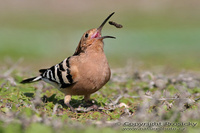 Upupa epops - Eurasian Hoopoe