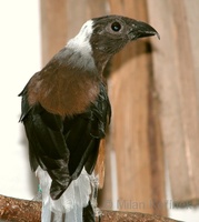 Dendrocitta occipitalis - Sunda Treepie