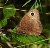 Image of: Cercyonis pegala (common wood-nymph)