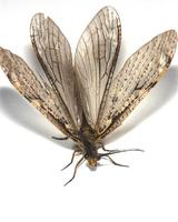Image of: Chauliodes