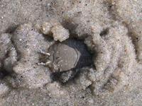 Image of: Emerita talpoida (Atlantic sand crab)