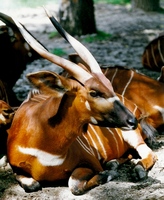 Tragelaphus eurycerus - Bongo