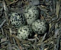 Image of: Charadrius vociferus (killdeer)