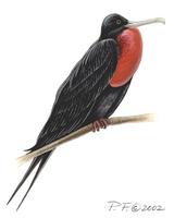 Image of: fregata magnificens (magnificent frigatebird)