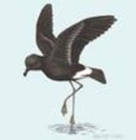 Image of: Oceanites oceanicus (Wilson's storm petrel)