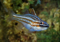 Apogon margaritophorus - Pearly Cardinalfish