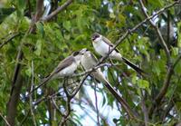 Image of: Tyrannus savana (fork-tailed flycatcher)