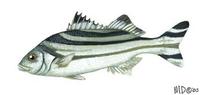 Image of: Terapon jarbua (tigerfish)